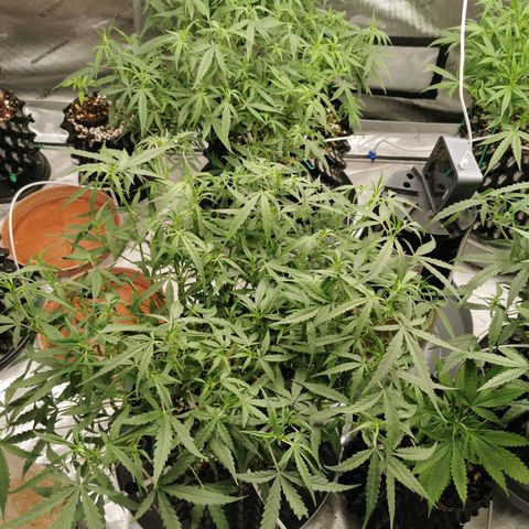 New System Test Run growlog photo: Lights off