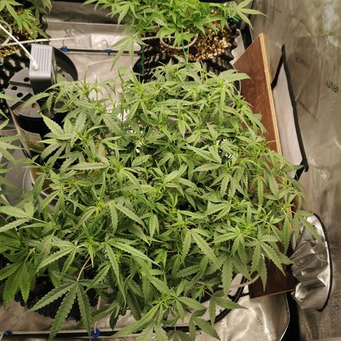 New System Test Run growlog photo: Lights off