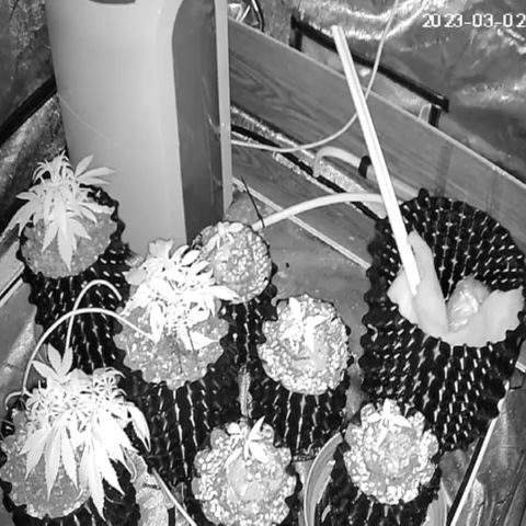 New System Test Run growlog photo: Started IR training 