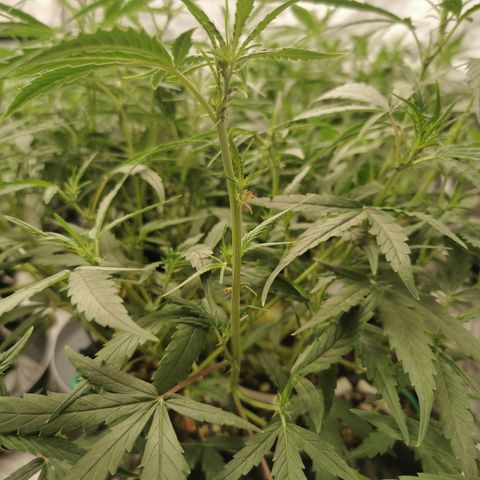 New System Test Run growlog photo: 9pm