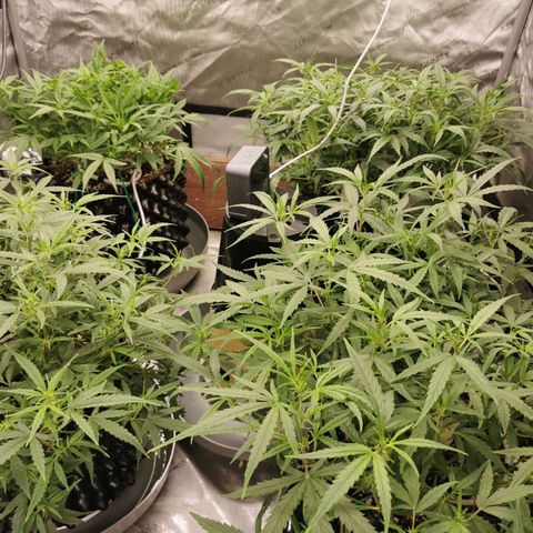 New System Test Run growlog photo: 9pm