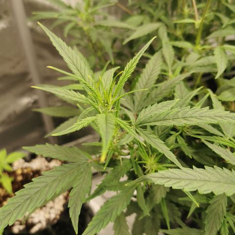 New System Test Run growlog photo: 9pm