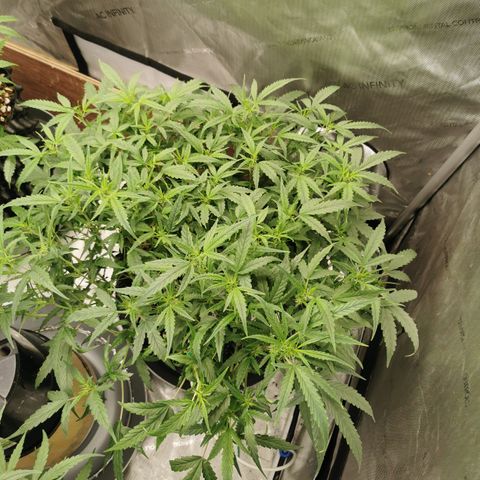 New System Test Run growlog timeline photo