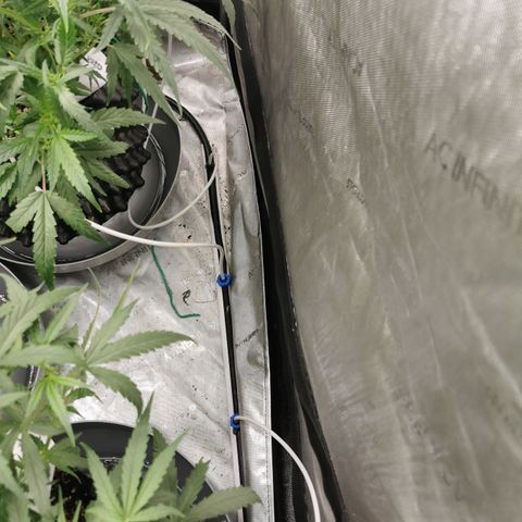 New System Test Run growlog photo: New dripper system looks flash as