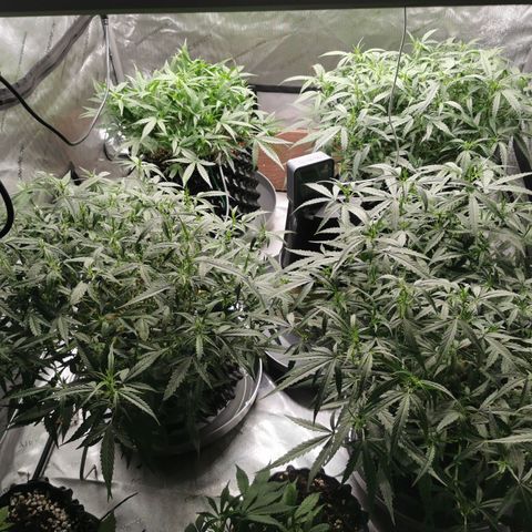 New System Test Run growlog timeline photo