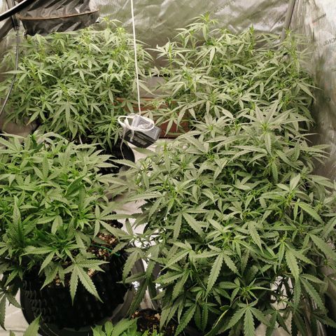 New System Test Run growlog timeline photo
