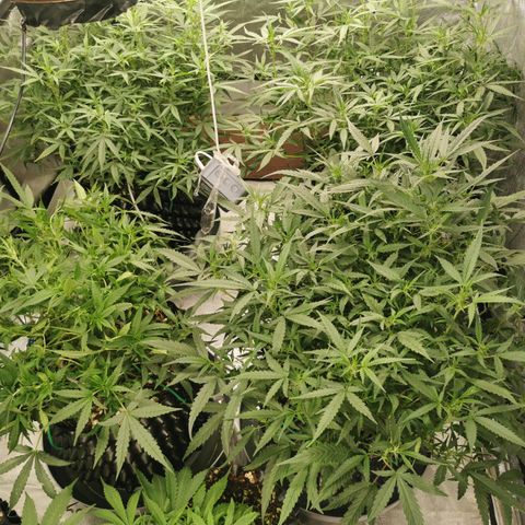 New System Test Run growlog photo: 7pm forgot lights off