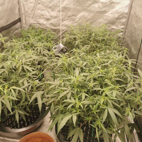 New System Test Run growlog photo: Shuffle around night