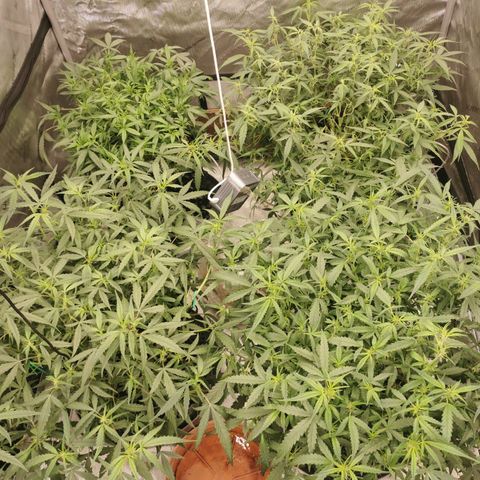New System Test Run growlog photo: Shuffle around night