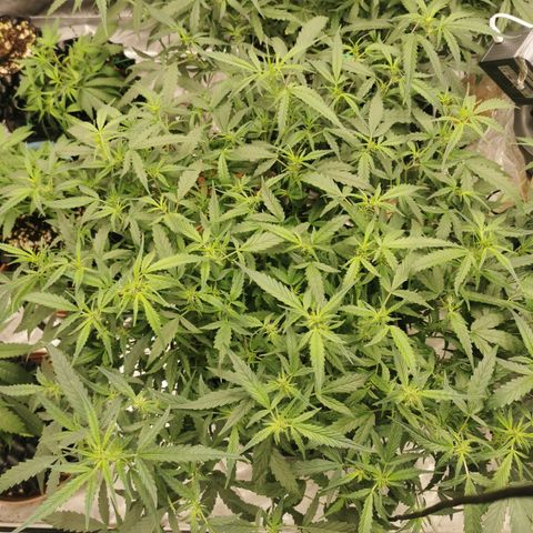 New System Test Run growlog photo: Night og