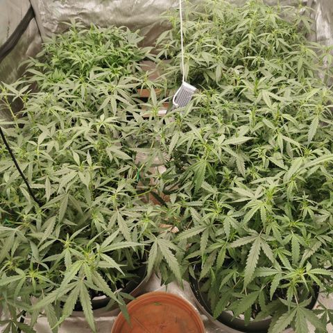 New System Test Run growlog photo: Loff