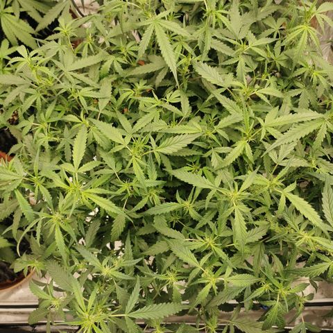 New System Test Run growlog photo: Loff