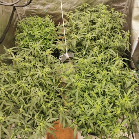 New System Test Run growlog photo: Lights on