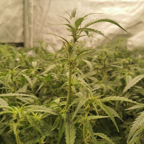 New System Test Run growlog photo: Lights on