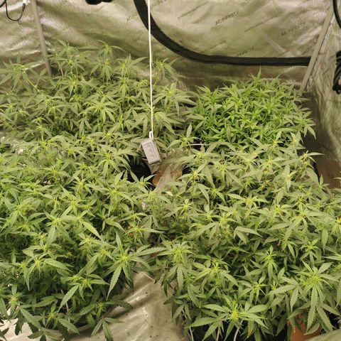 New System Test Run growlog photo: Lights on 