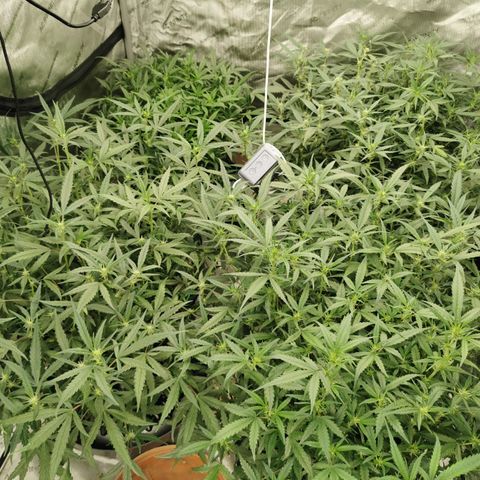 New System Test Run growlog timeline photo