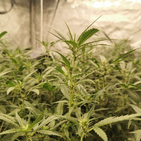 New System Test Run growlog timeline photo