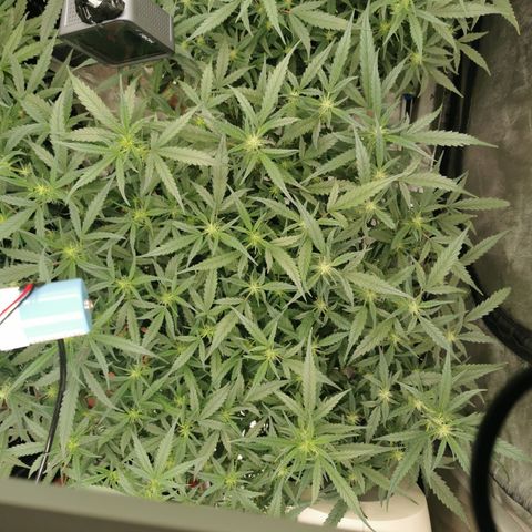 New System Test Run growlog photo: Night