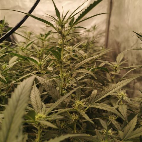 New System Test Run growlog photo: Night