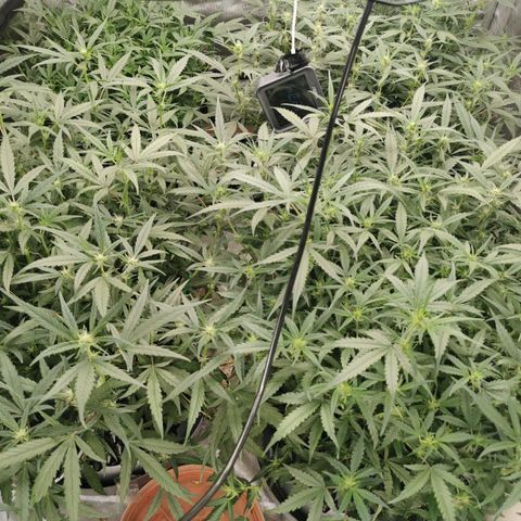 New System Test Run growlog photo: Night