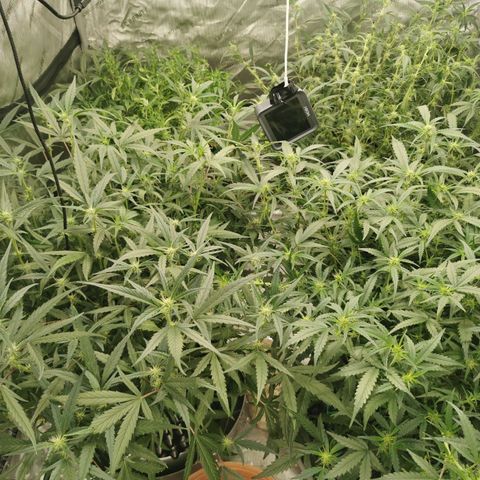New System Test Run growlog photo: L on