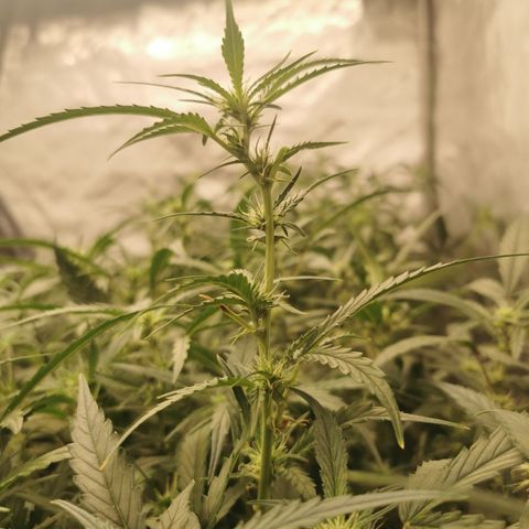 New System Test Run growlog photo: L on