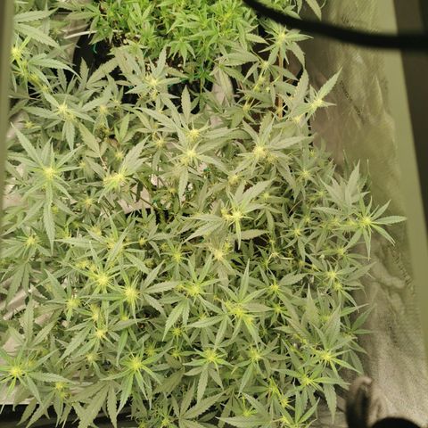 New System Test Run growlog photo: Defole