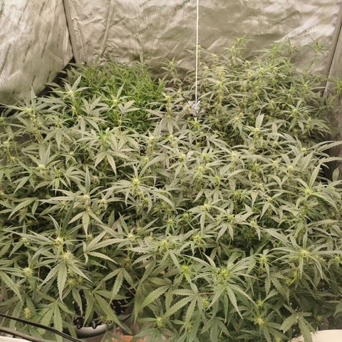 New System Test Run growlog photo: Morning