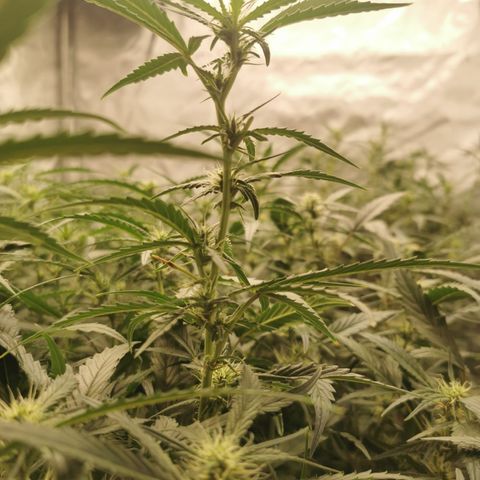 New System Test Run growlog timeline photo
