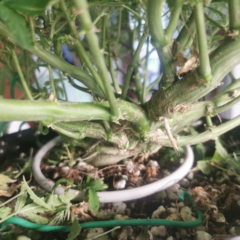 New System Test Run growlog photo: Lily popping