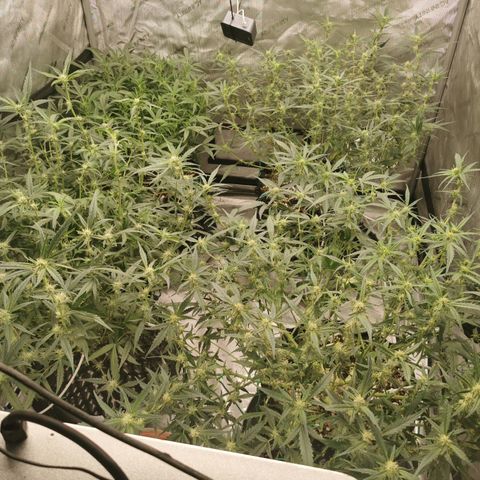 New System Test Run growlog photo: Defoled night