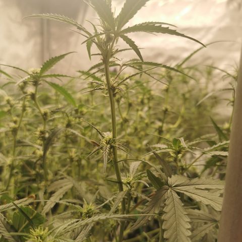 New System Test Run growlog timeline photo