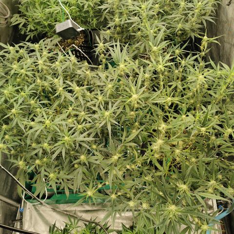 New System Test Run growlog photo: Arvo