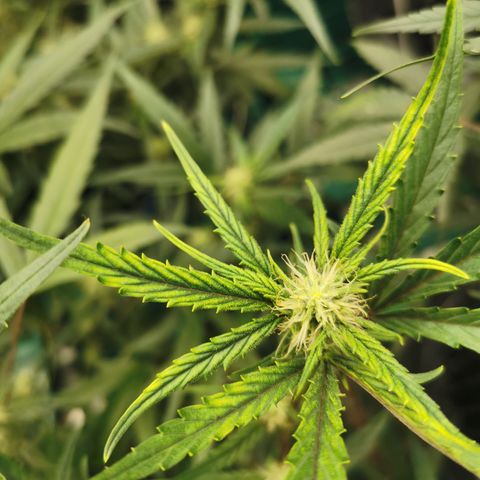 New System Test Run growlog photo: Some issues with some top leafs