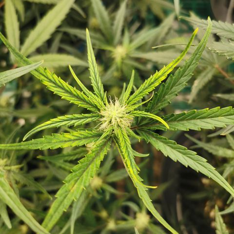 New System Test Run growlog photo: Some issues with some top leafs