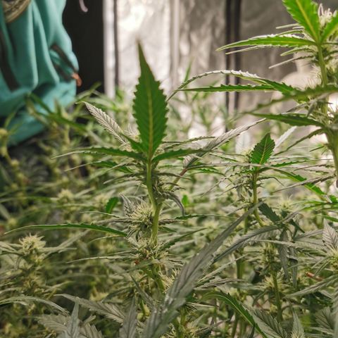 New System Test Run growlog photo: Some issues with some top leafs