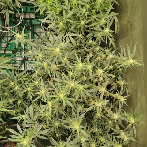 New System Test Run growlog photo: Arvo 