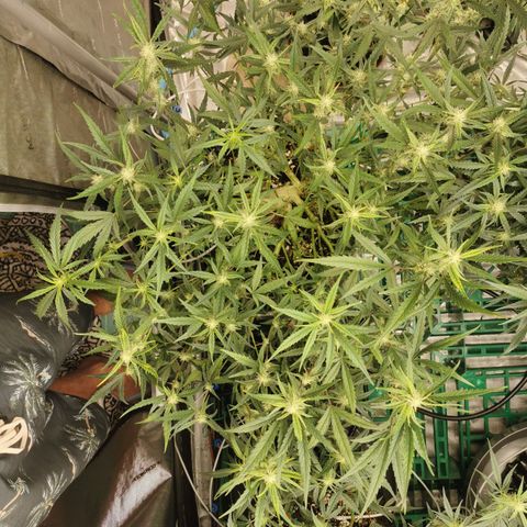 New System Test Run growlog photo: Arvo 