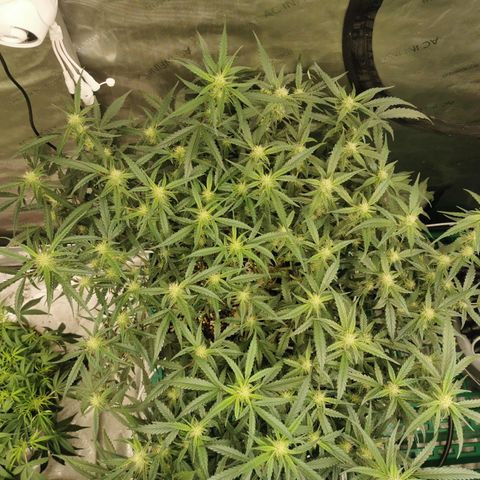 New System Test Run growlog photo: Arvo 