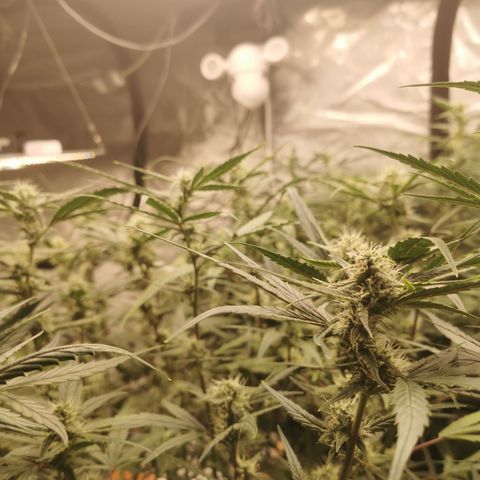 New System Test Run growlog photo: Just got checked them 