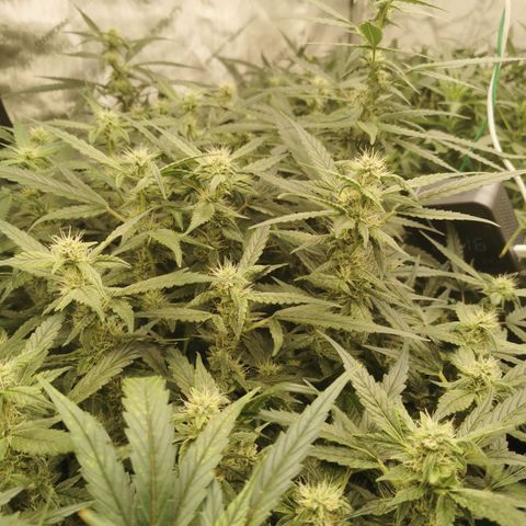 New System Test Run growlog photo: Just got checked them 
