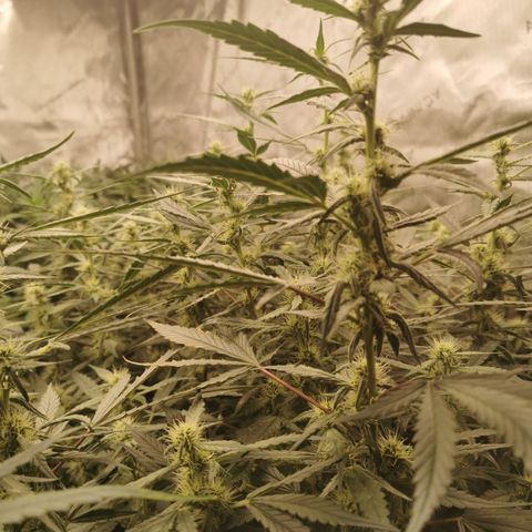 New System Test Run growlog photo: Just got checked them 