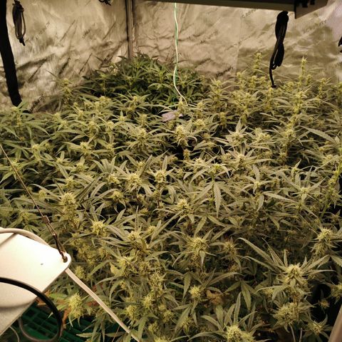 New System Test Run growlog photo: Getting stacked 😎