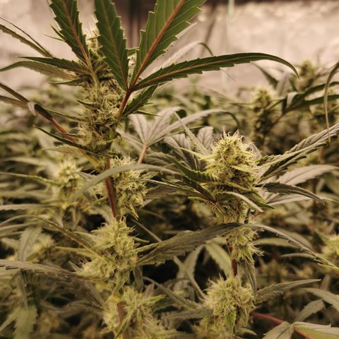 New System Test Run growlog photo: Buds joining up should give a pk mega boost