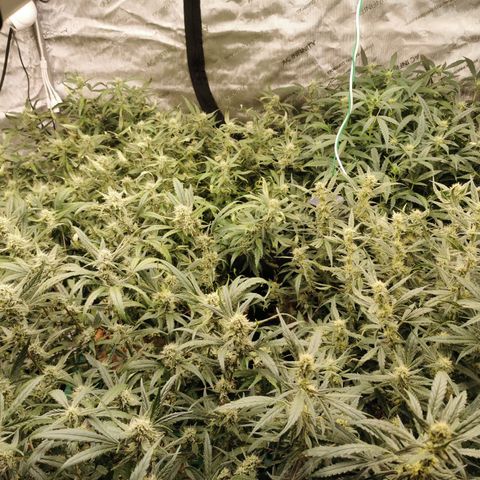 New System Test Run growlog photo: Had a valve malfunction... Dried up overnight... Now have 3.0 ec run off so giving it a calmag flush.. 0.5ec 5.8ph 20l
