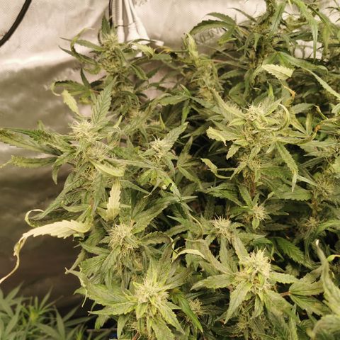 New System Test Run growlog photo: Had a valve malfunction... Dried up overnight... Now have 3.0 ec run off so giving it a calmag flush.. 0.5ec 5.8ph 20l