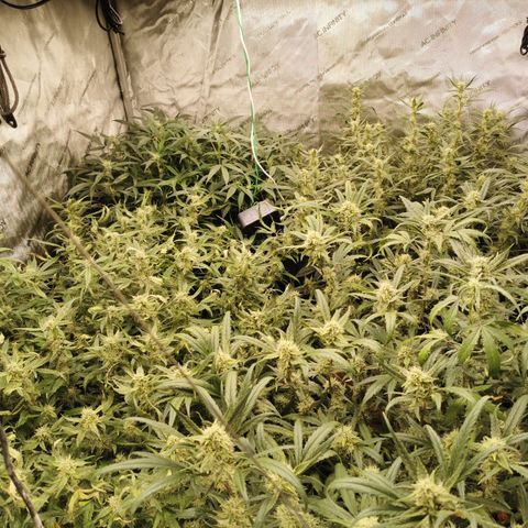 New System Test Run growlog timeline photo