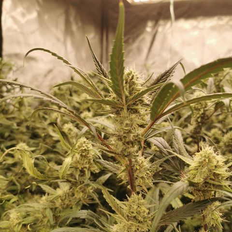 New System Test Run growlog timeline photo