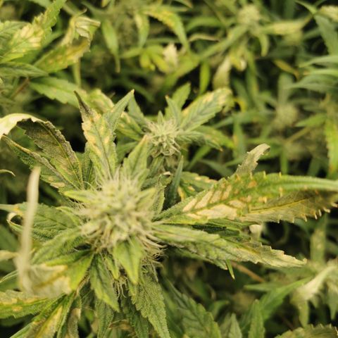 New System Test Run growlog timeline photo