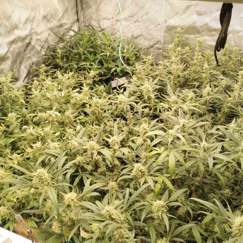 New System Test Run growlog timeline photo
